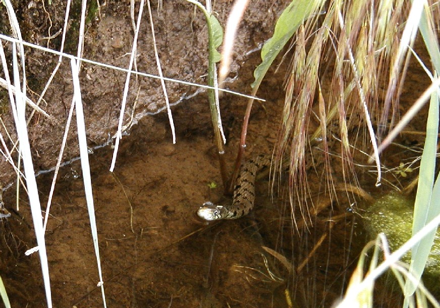 Natrix natrix alla fonte